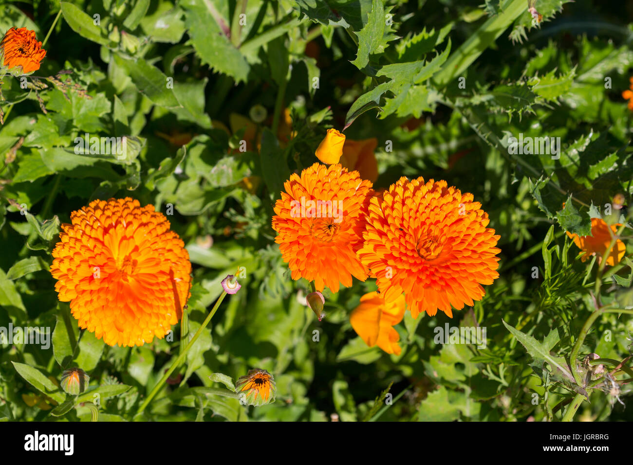 Marigolds ,flowers growing and blooming  on 'Jesus Green' cambridge. Stock Photo