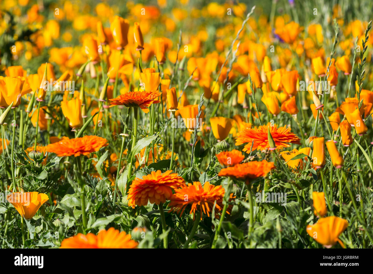 Marigolds ,flowers growing and blooming  on 'Jesus Green' cambridge. Stock Photo