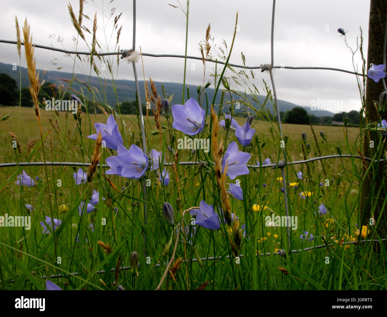 Campanula rotundifolia, Harebell - wild flowers growing around field fence, Coniston, Cumbria, UK Stock Photo
