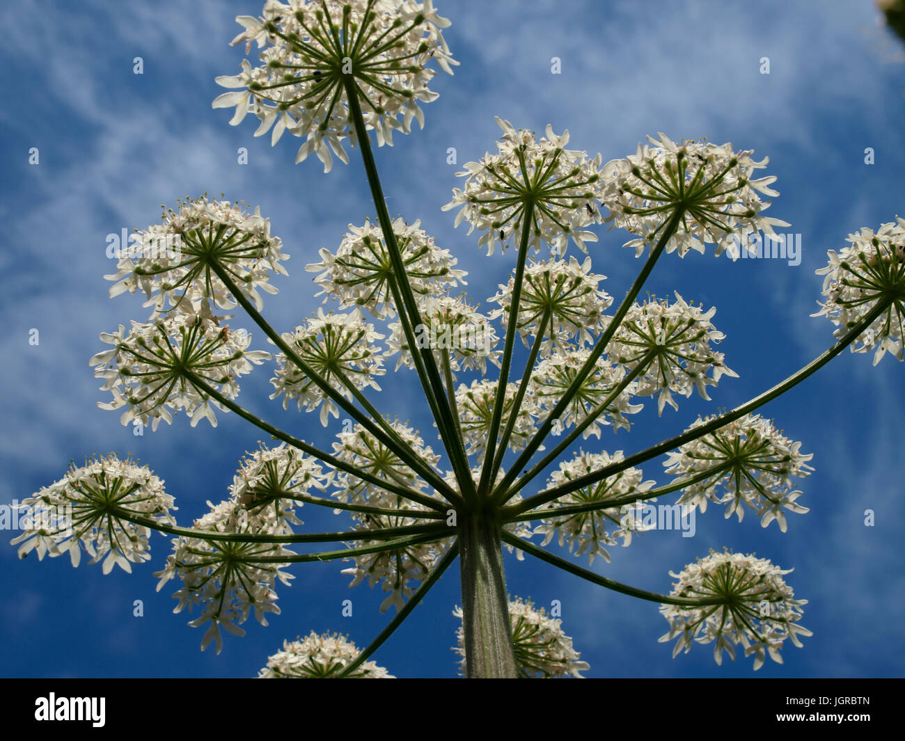 Anthriscus sylvestris, Cow Parsley from below, Cornwall, UK Stock Photo