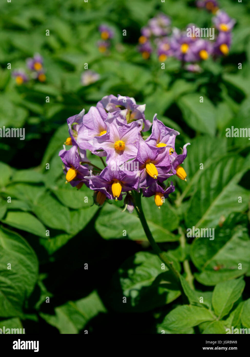 Purple potato flowers, Cornwall, UK Stock Photo Alamy