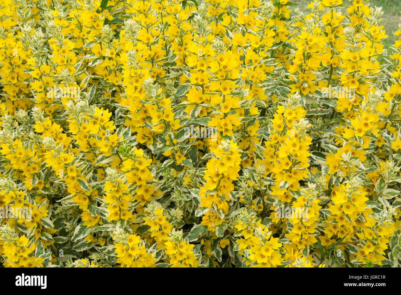 variegated loosestrife - lysimachia puctata golden alexander Stock Photo