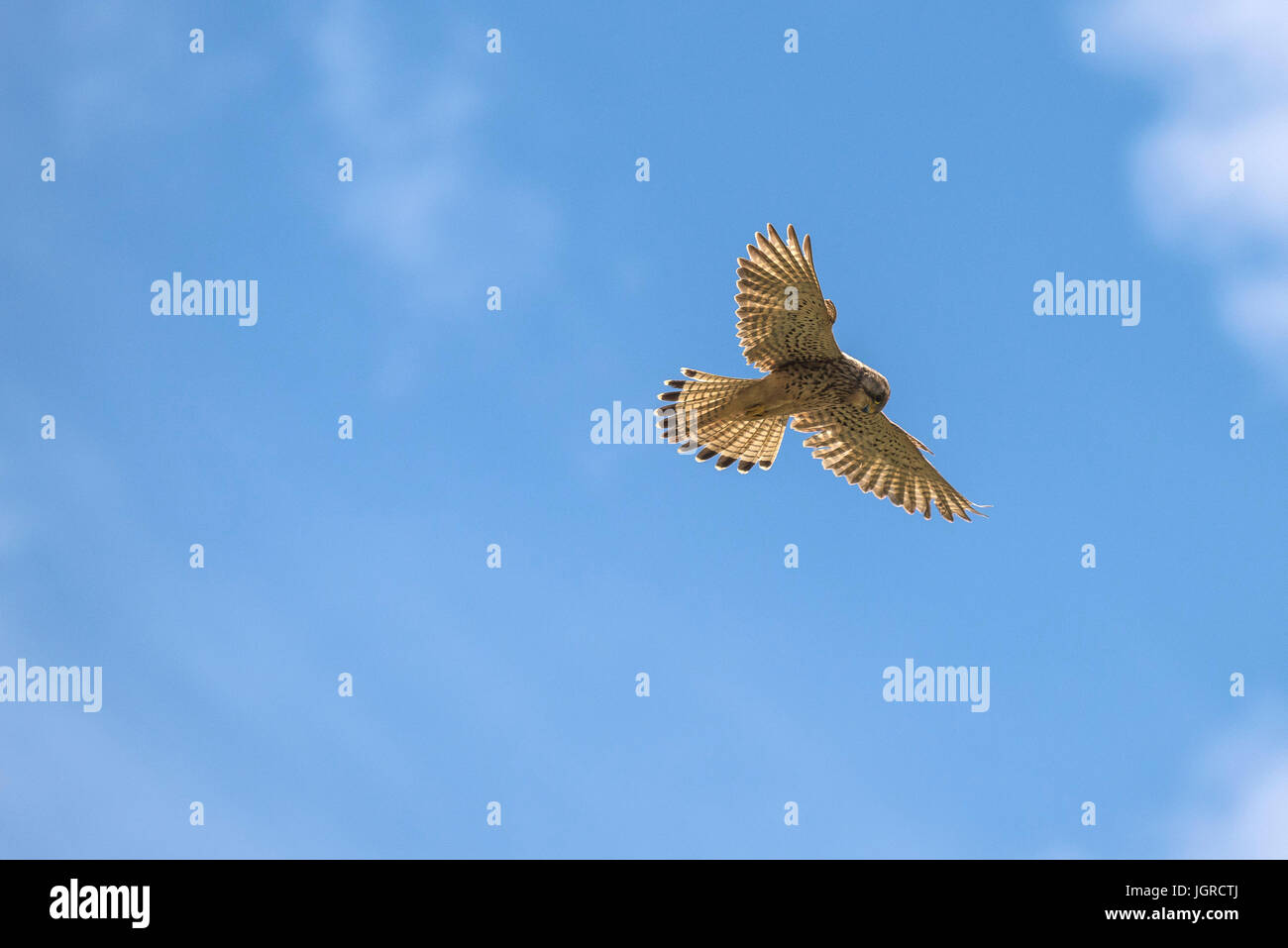 A Kestrel hovering and searching for prey. Stock Photo