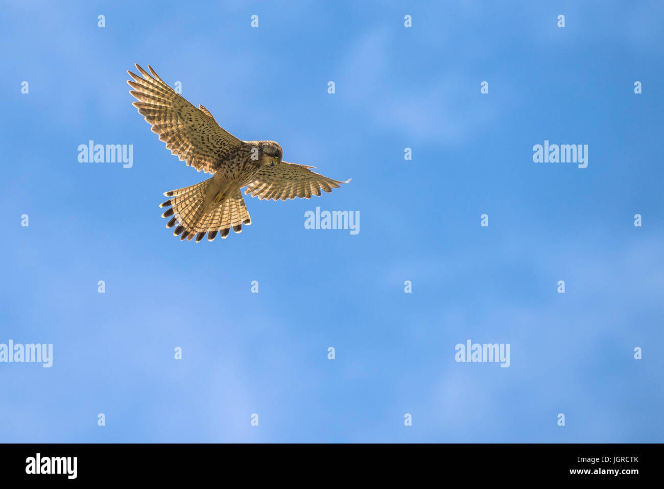 A Kestrel hovering and searching for prey. Stock Photo