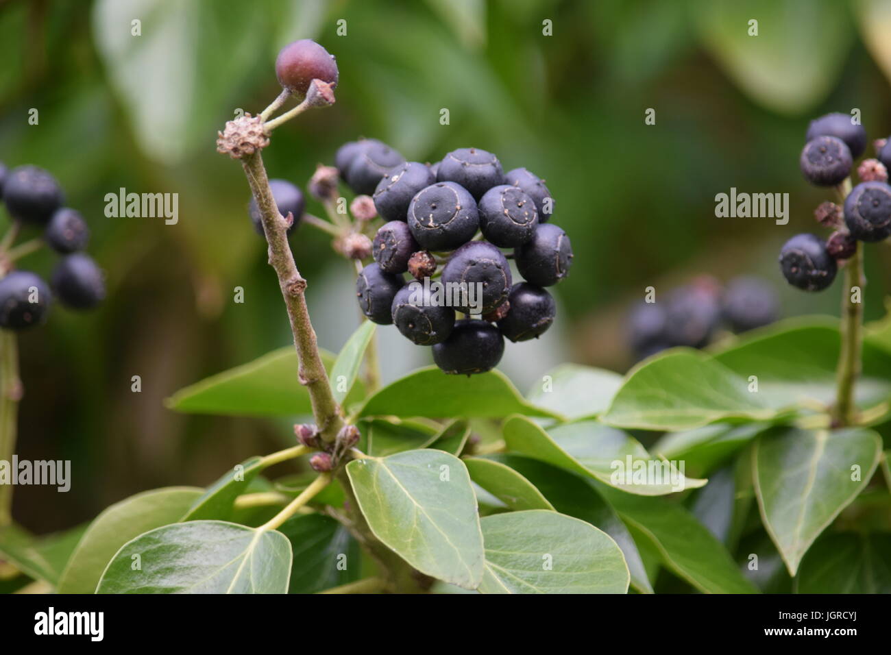 Ivy berries Stock Photo Alamy