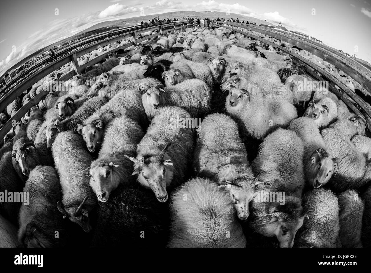Traditional sheep gathering in Iceland Stock Photo Alamy