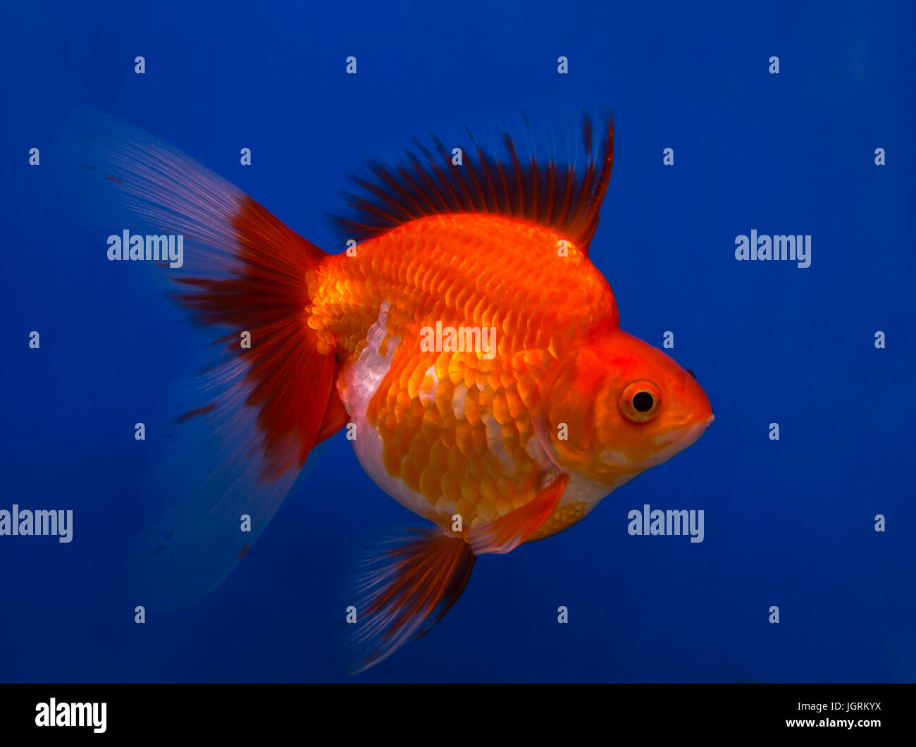 Ryukin goldfish in a blue background Stock Photo