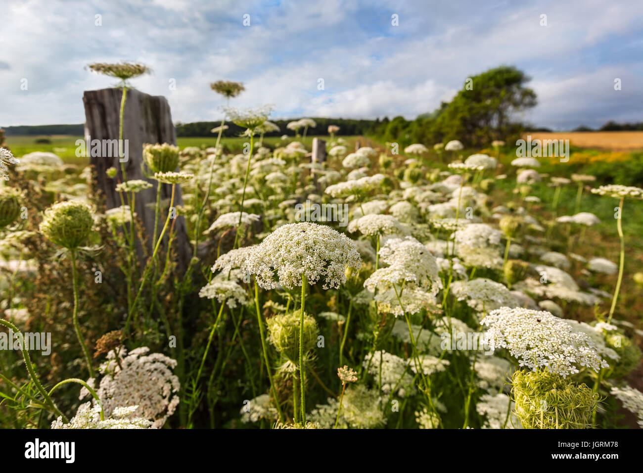 North american wildflower hi-res stock photography and images - Alamy