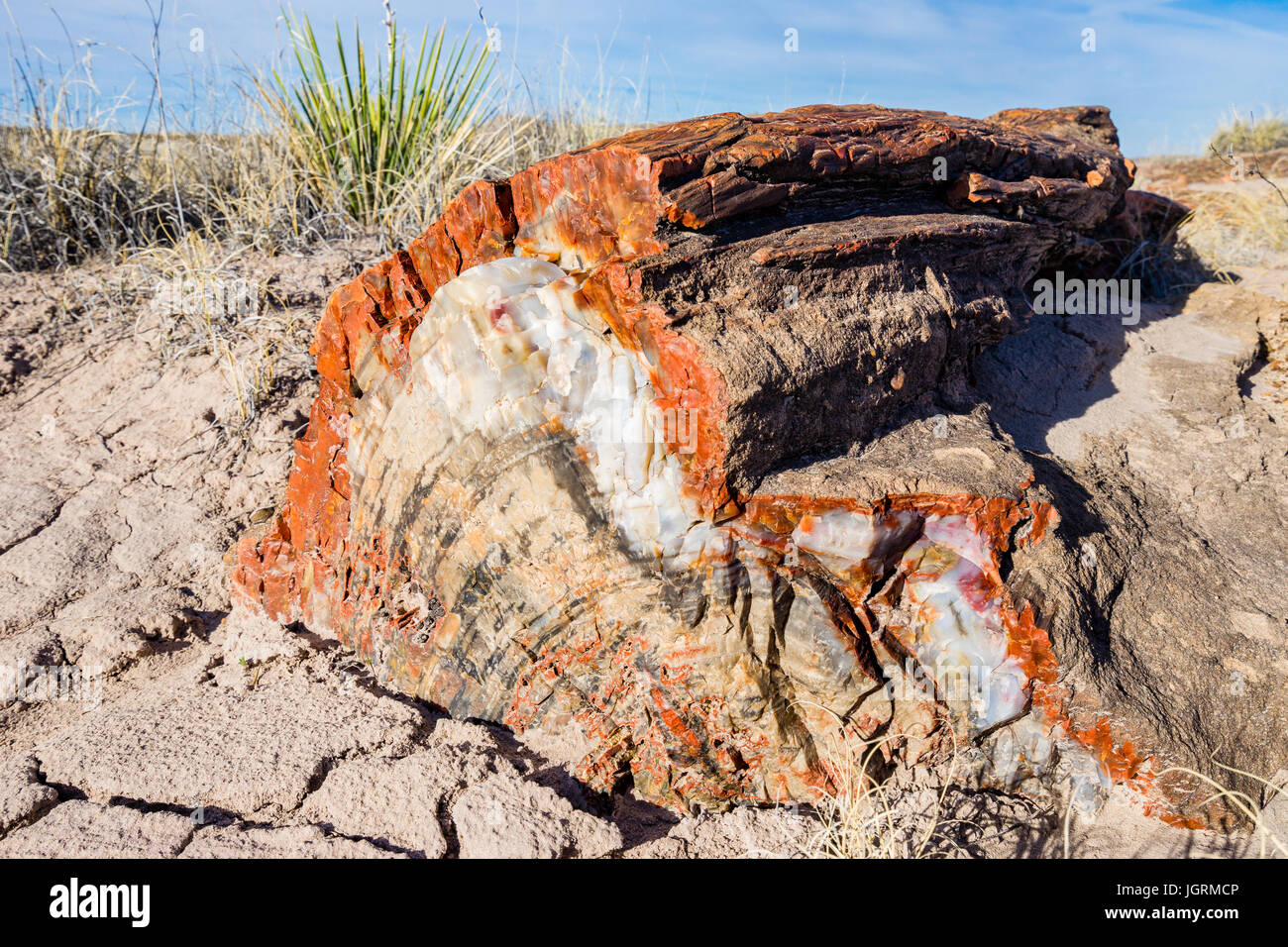 Petrified Wood Cross Section