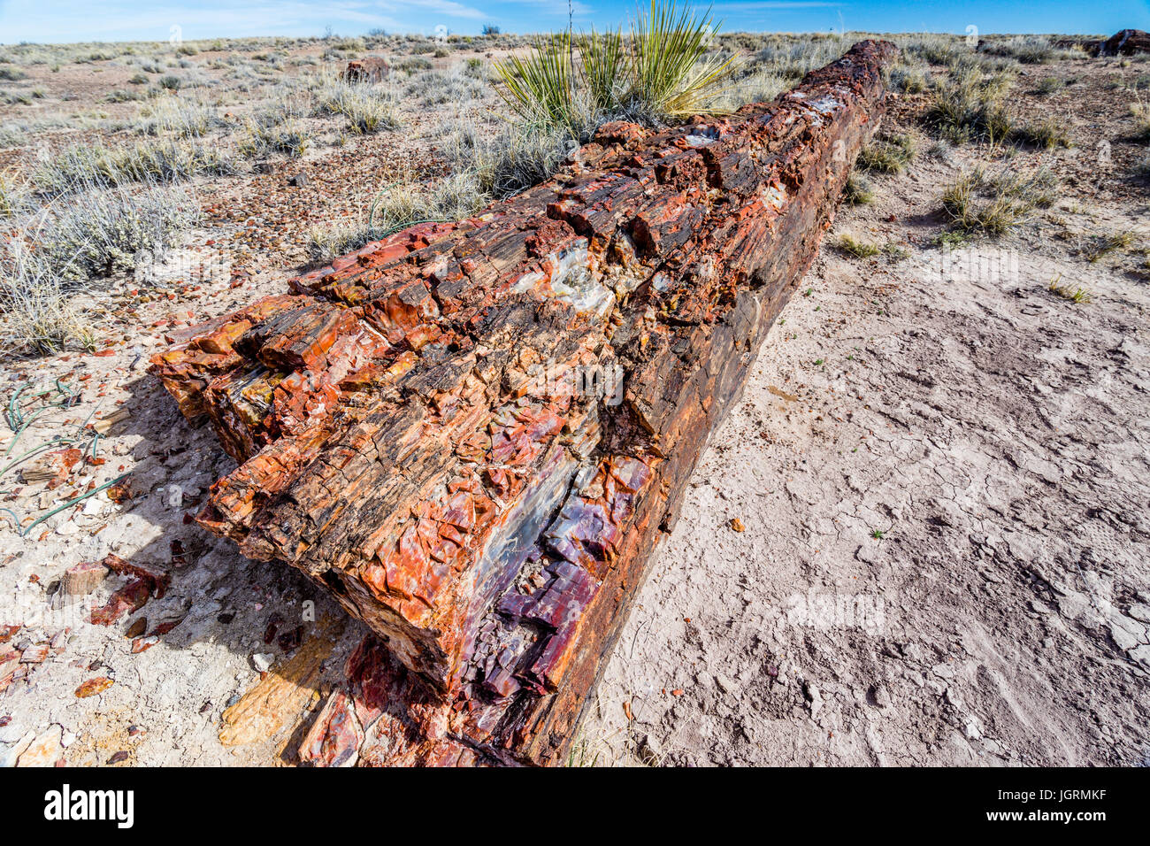 Long unbroken reddish Petrified wood tree log exposed in the soils of Petrified Forest National