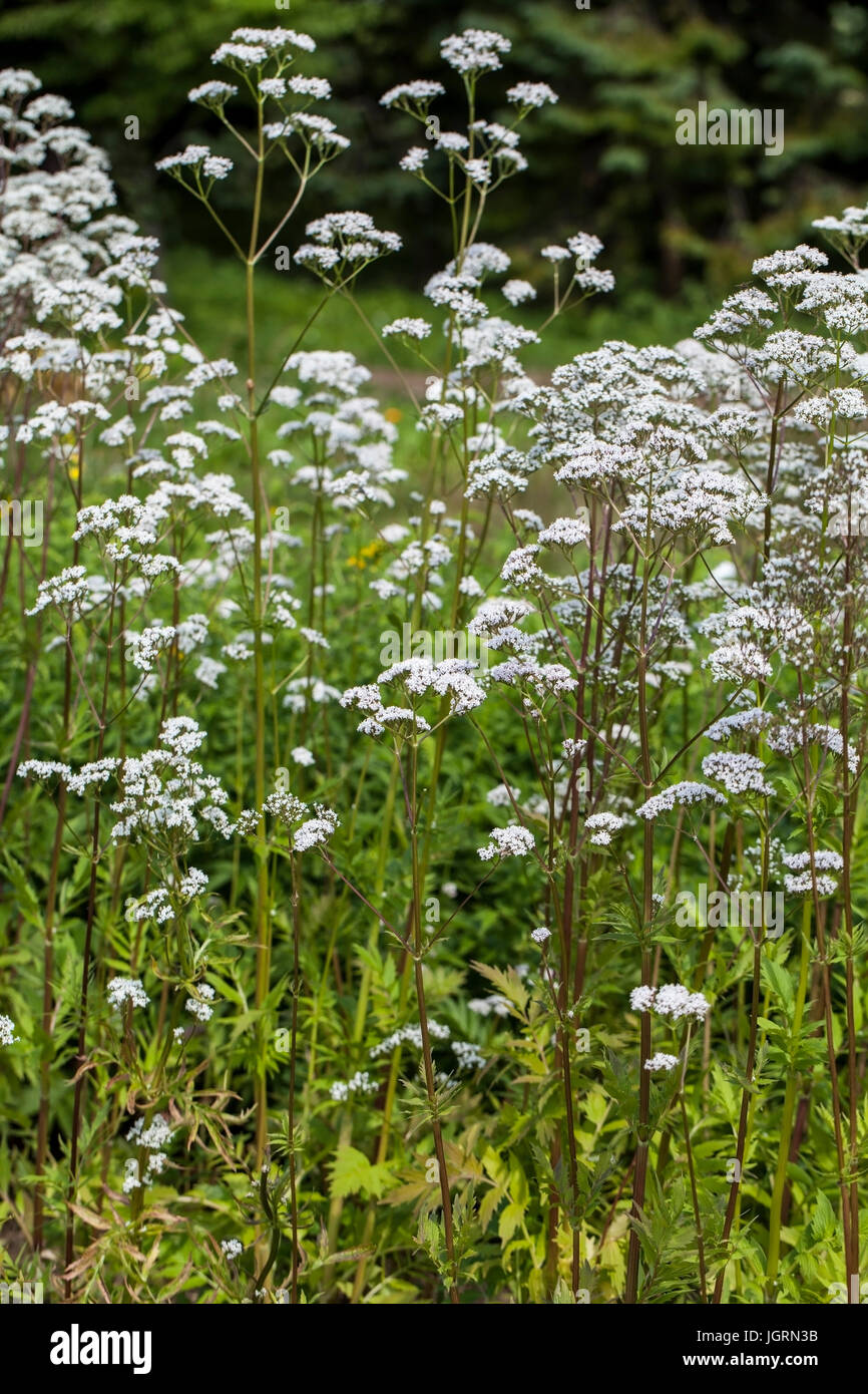 Flowers of Valeriana Officinalis or Valerian plant, used to treat insomnia in herbal medicine, in the herbs garden at summer Stock Photo