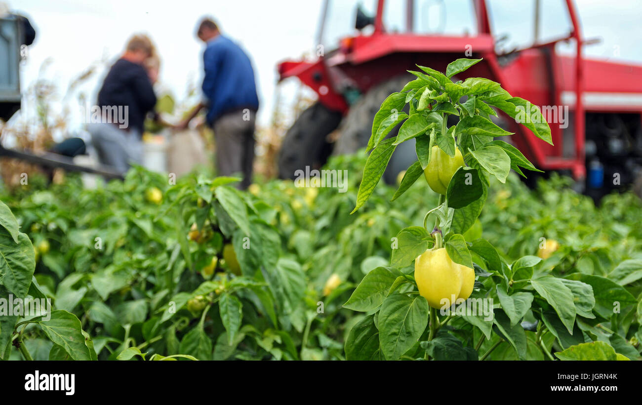 Seasonal harvest of vegetables in the countryside. Group of workers picking bell pepper at the