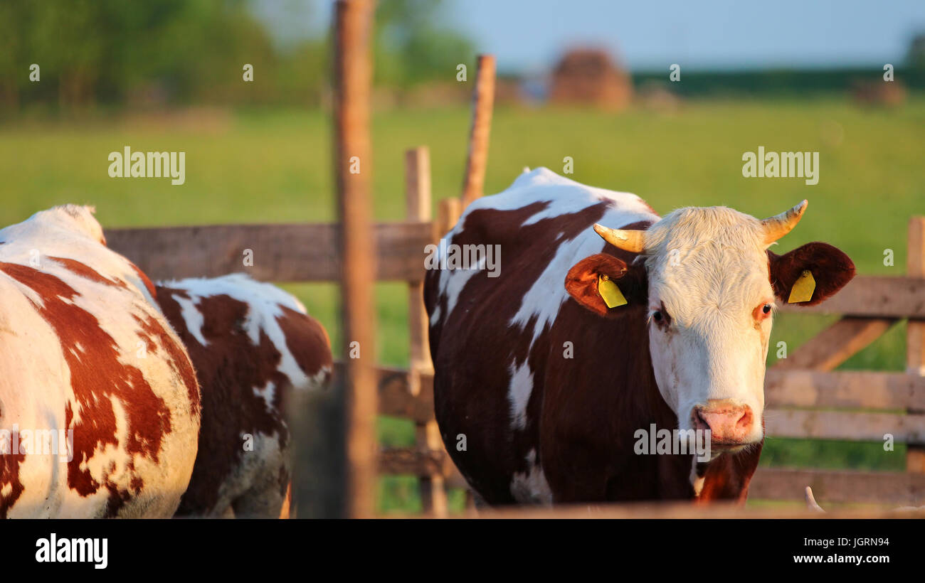 Milking Cow Outdoors. Herd of cows on the pasture. Cows grazing outdoors. Healthy domestic animal on summer pasture. Stock Photo
