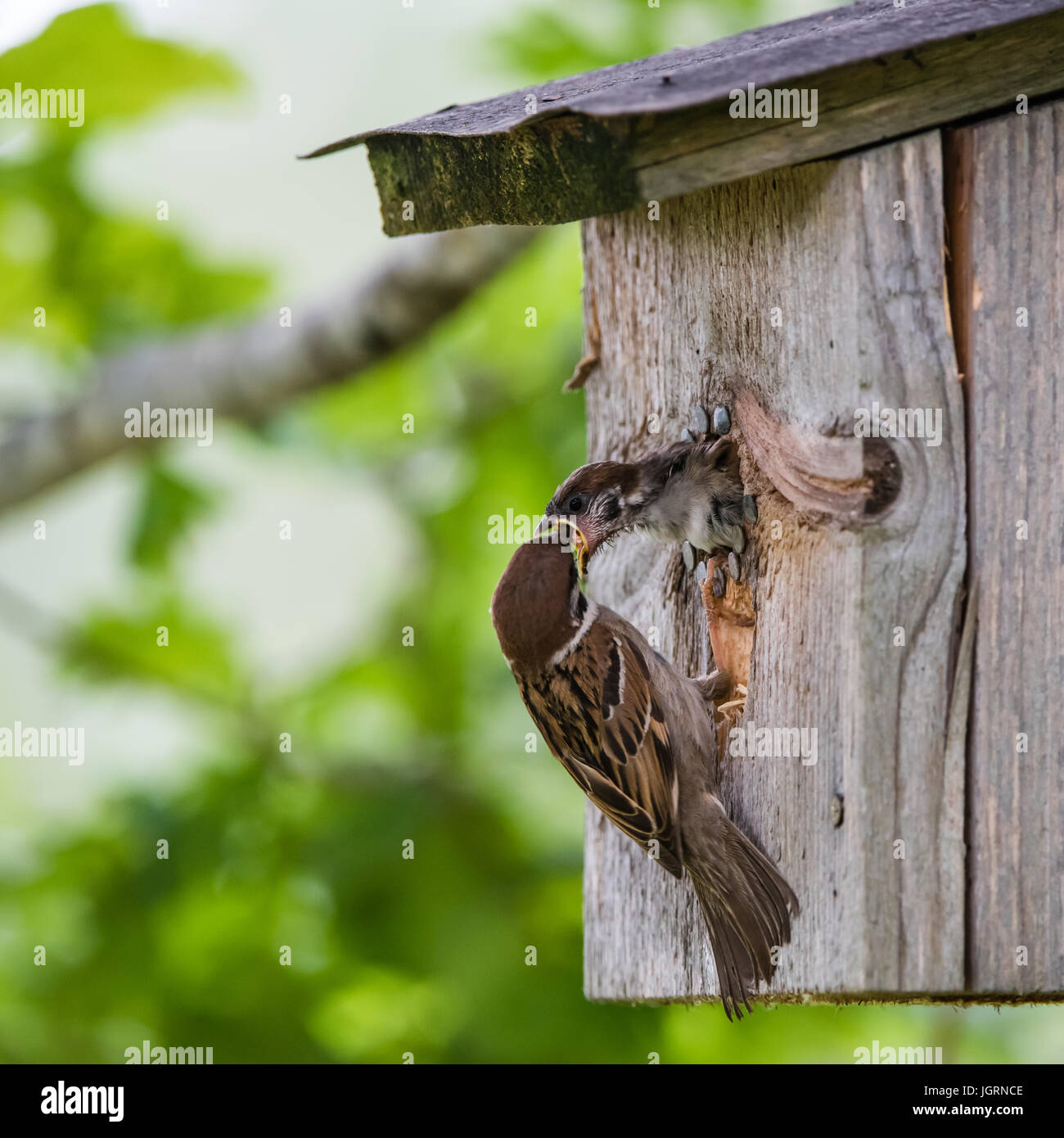 The Eurasian tree sparrow (Passer montanus) feeding the hungry nestling halfway outside the nesting box with defocused oakleaves in the background Stock Photo