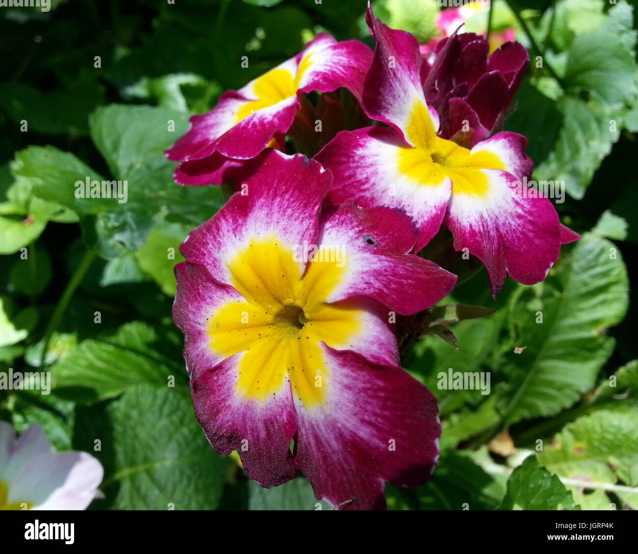 Magenta Flower with Yellow Center Stock Photo Alamy