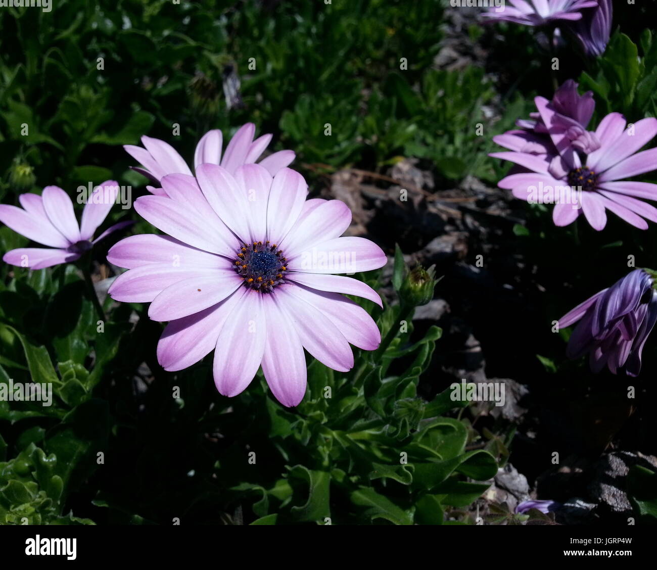White flower with purple center hires stock photography and images Alamy