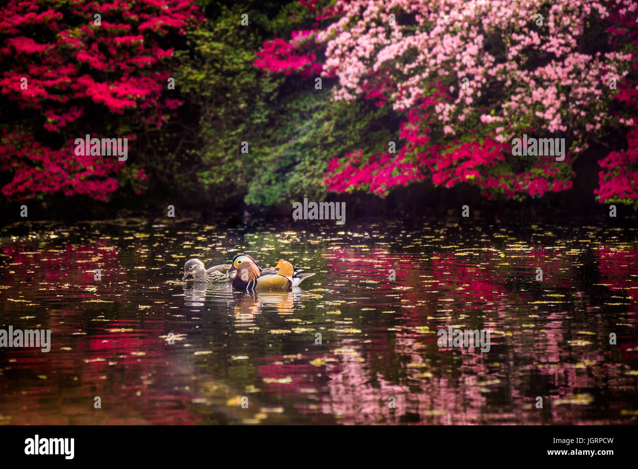 The Isabella Plantation in Richmond Park, Surrey in full bloom Stock Photo