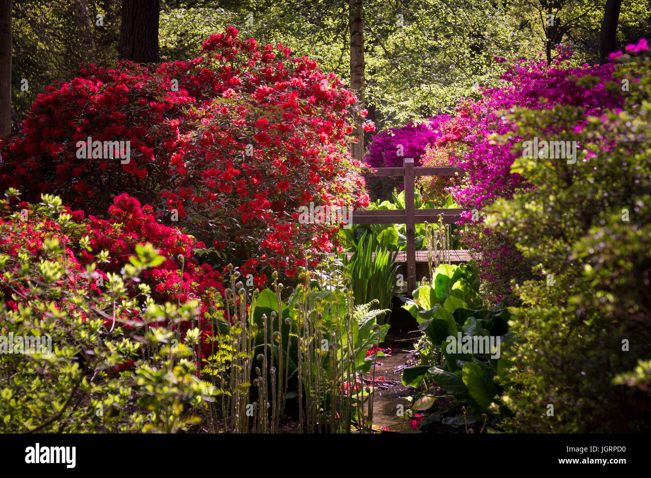 The Isabella Plantation in Richmond Park, Surrey in full bloom Stock