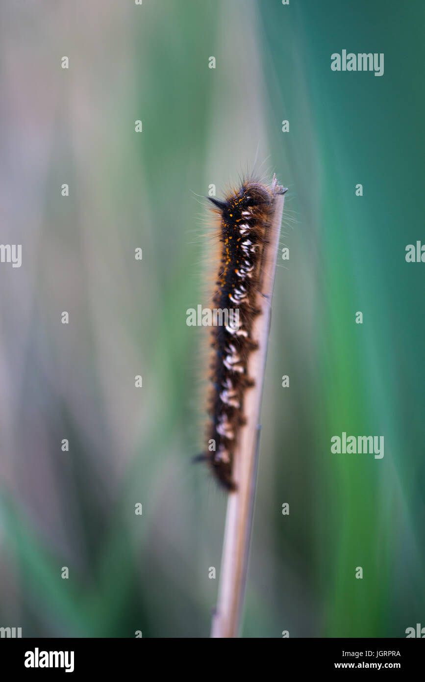 black fuzzy caterpillar close up in the swamp Stock Photo Alamy