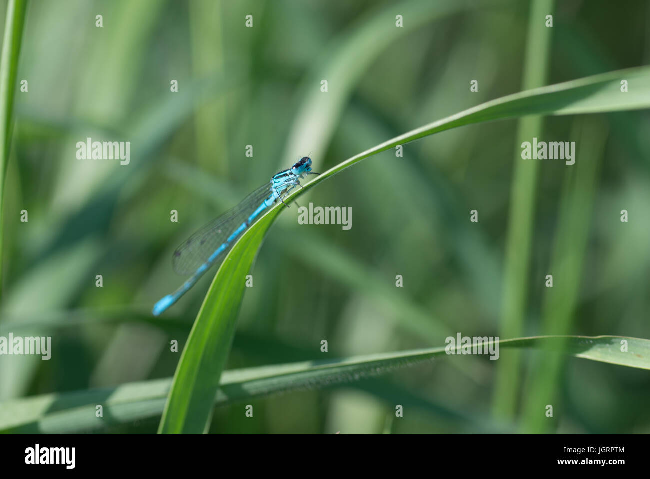 blue dragonfly closeup on a green blade of grass Stock Photo - Alamy