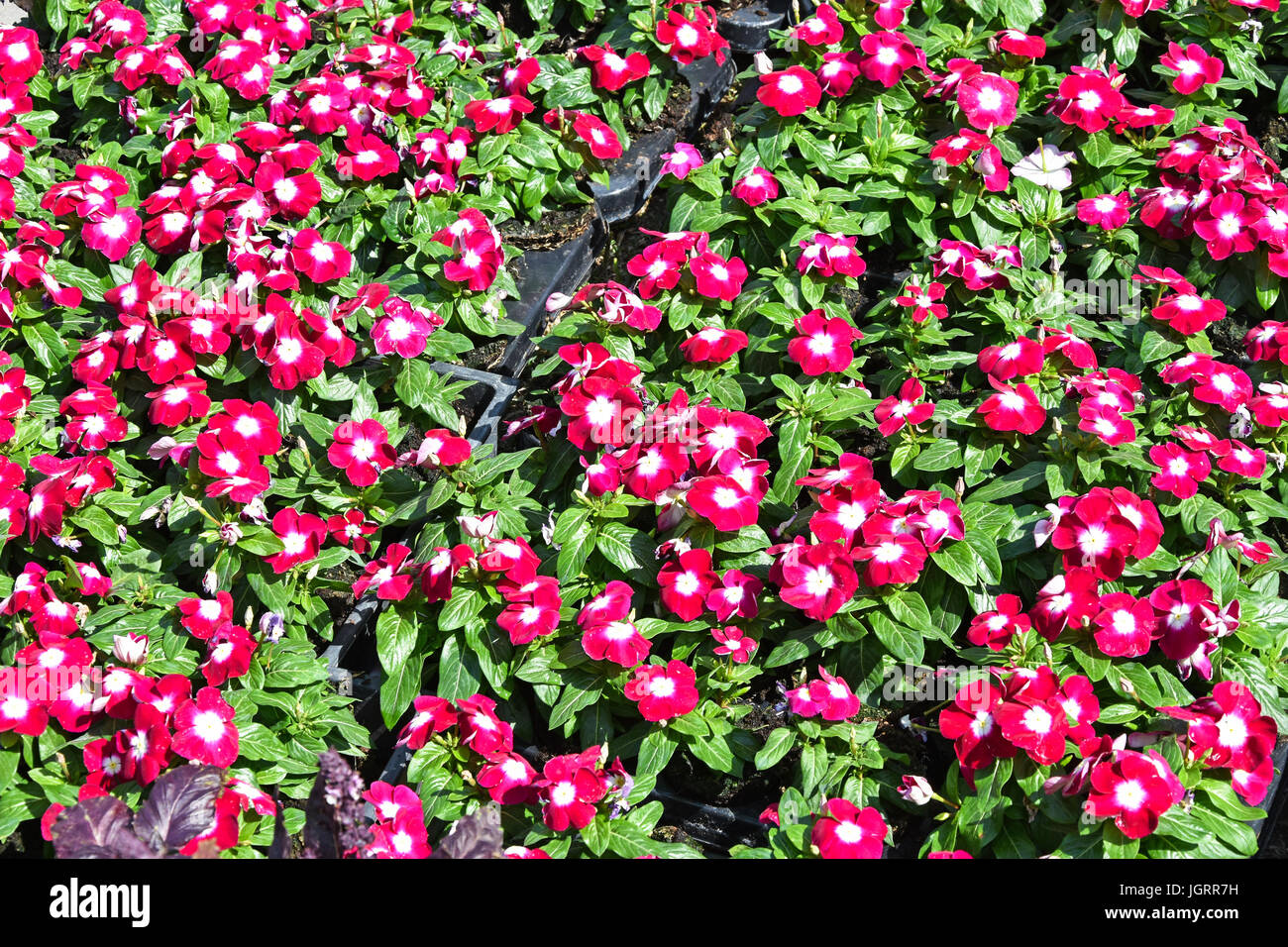 Little pink flowers for planting Stock Photo Alamy