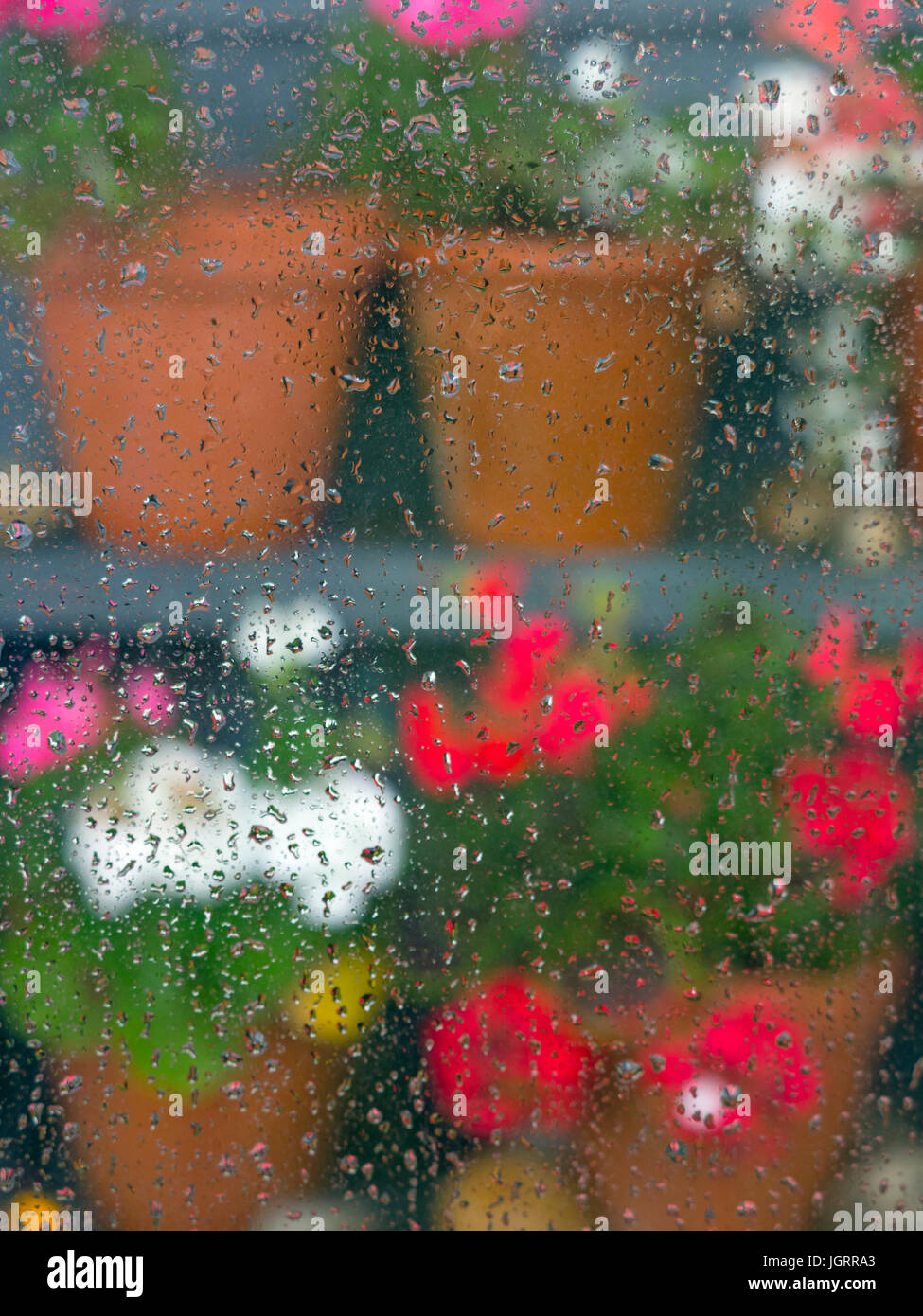 Potted Geraniums through garden shed window in rain Stock Photo