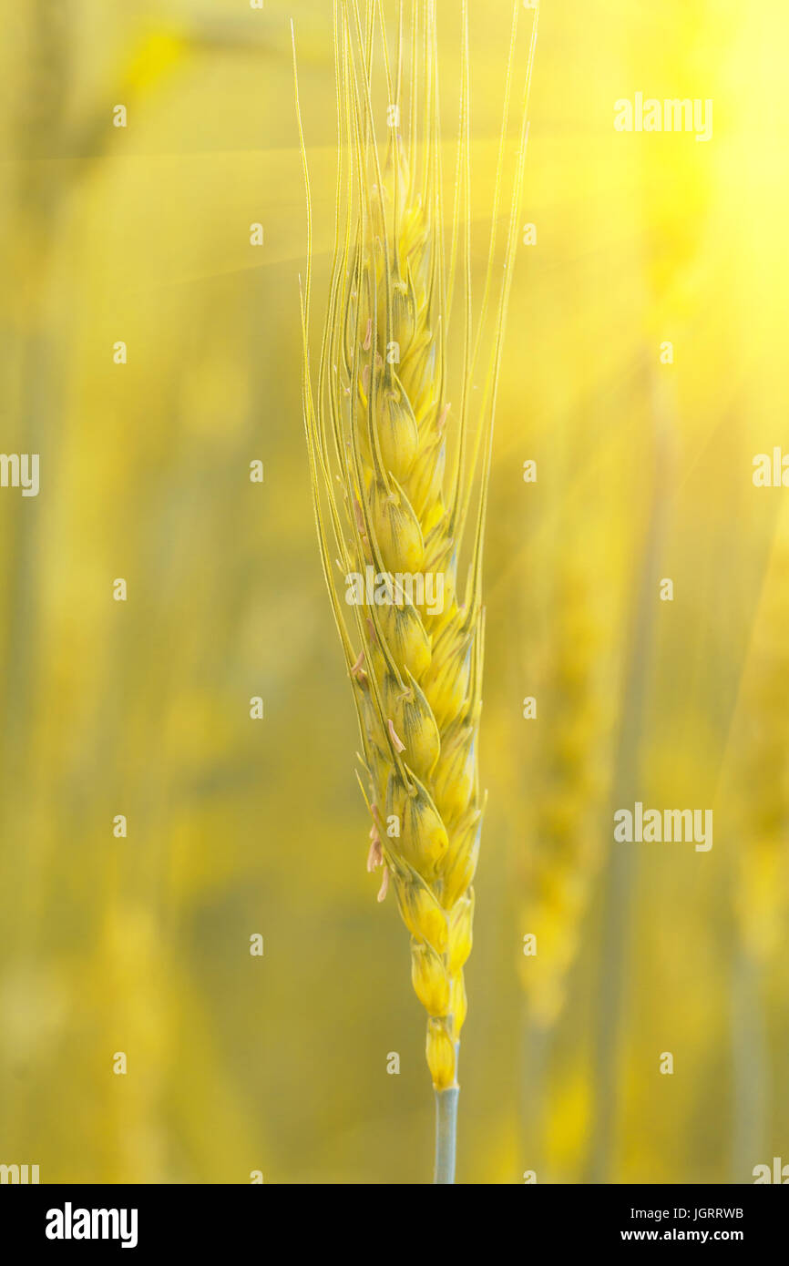 Wheat field. Ears of golden wheat close up. Beautiful Nature Background ...