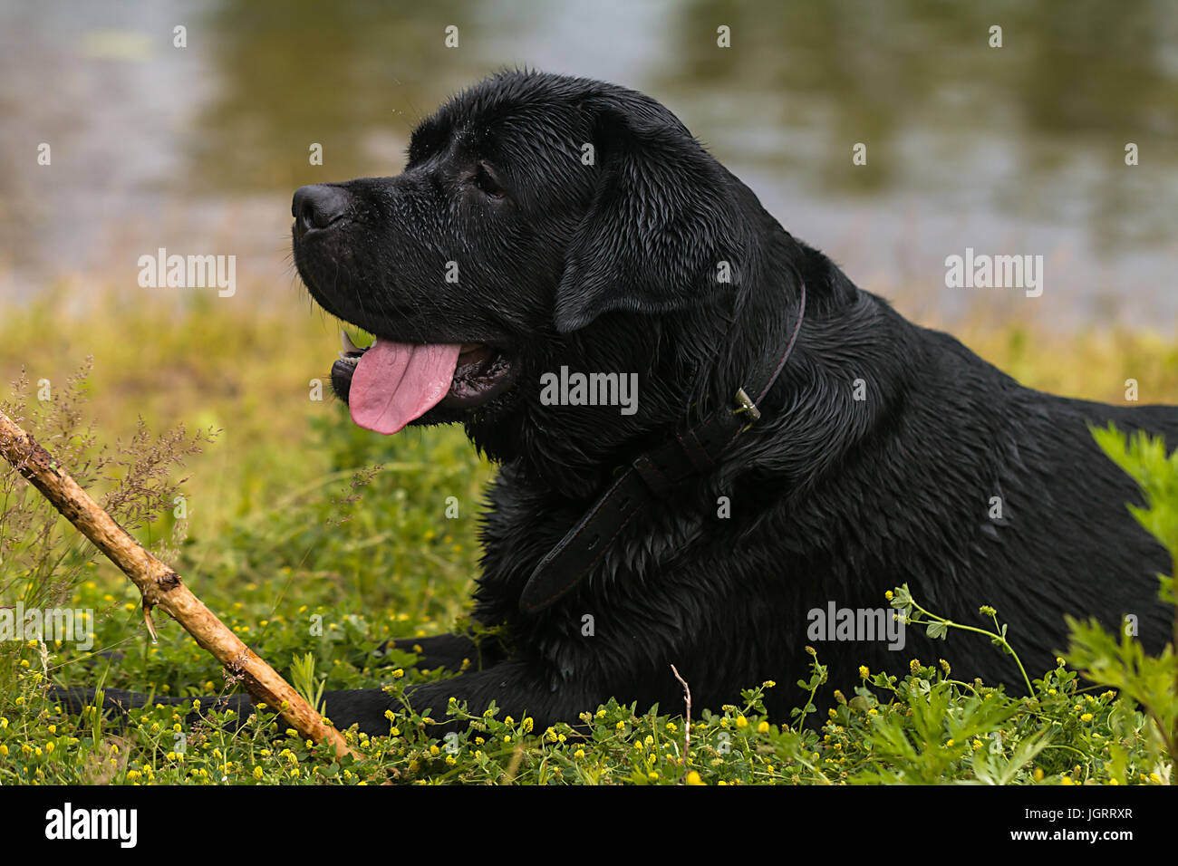 Huge labrador retriever hot sale