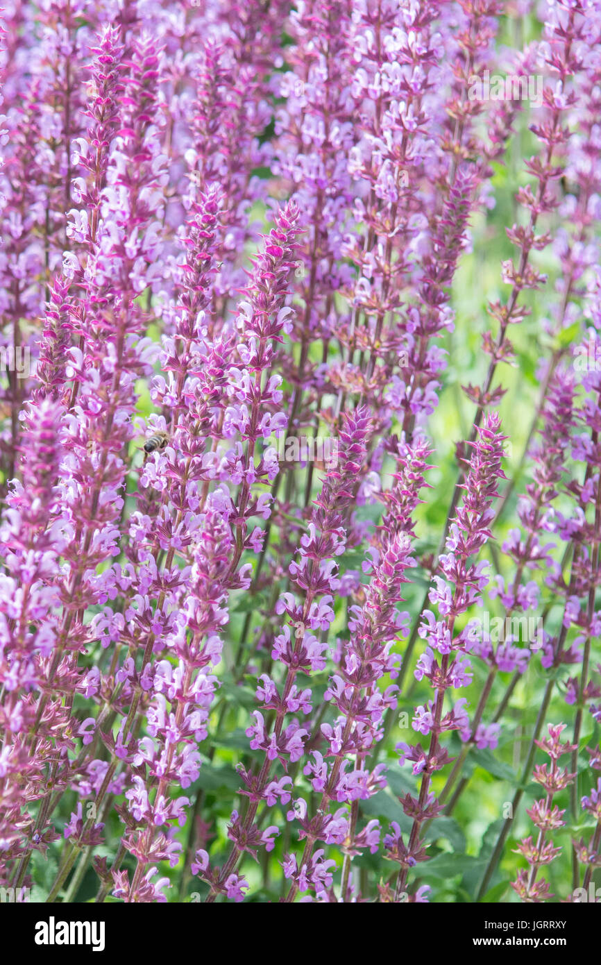 Salvia pratensis Lapis Lazuli - lilac pink meadow sage clary Stock Photo