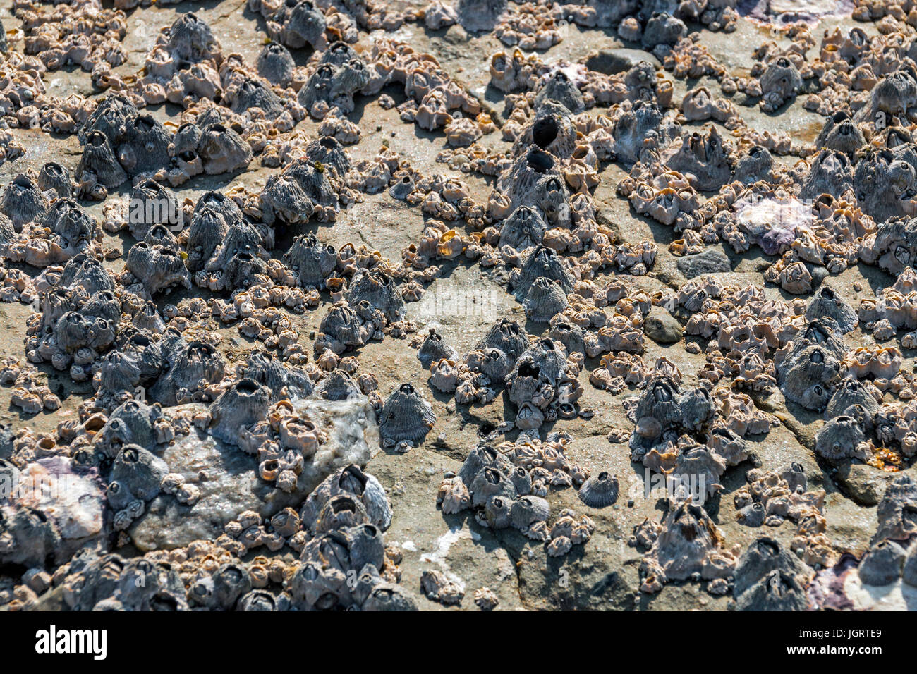 Close up patterns and textures of  coastal  rock covered in barnacles and lichen background Stock Photo