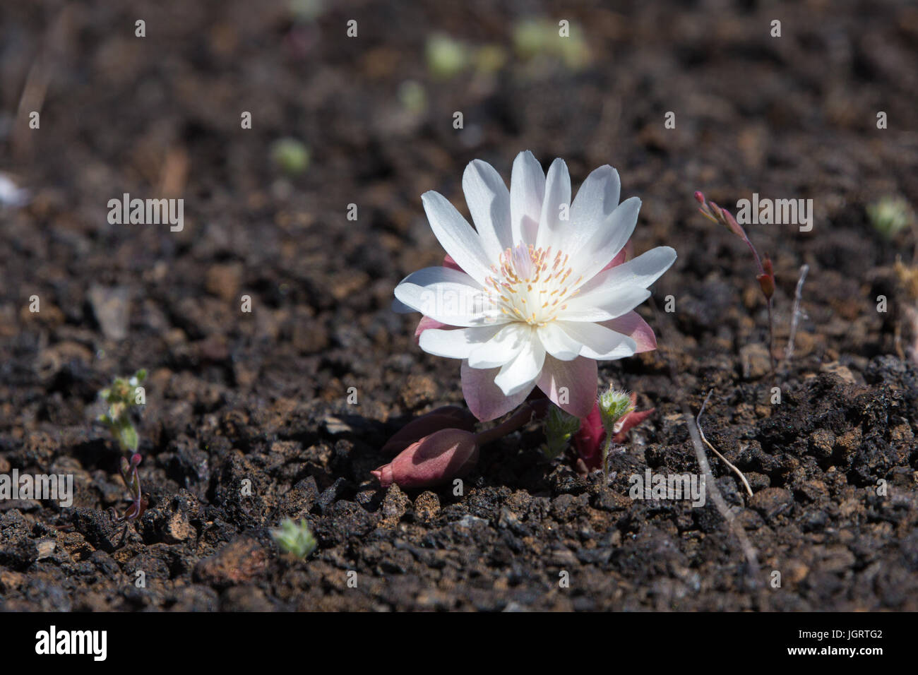 Close-up of Bitterroot (Lewisia rediviva) in Craters of the Moon National Monument & Preserve, Idaho, USA Stock Photo