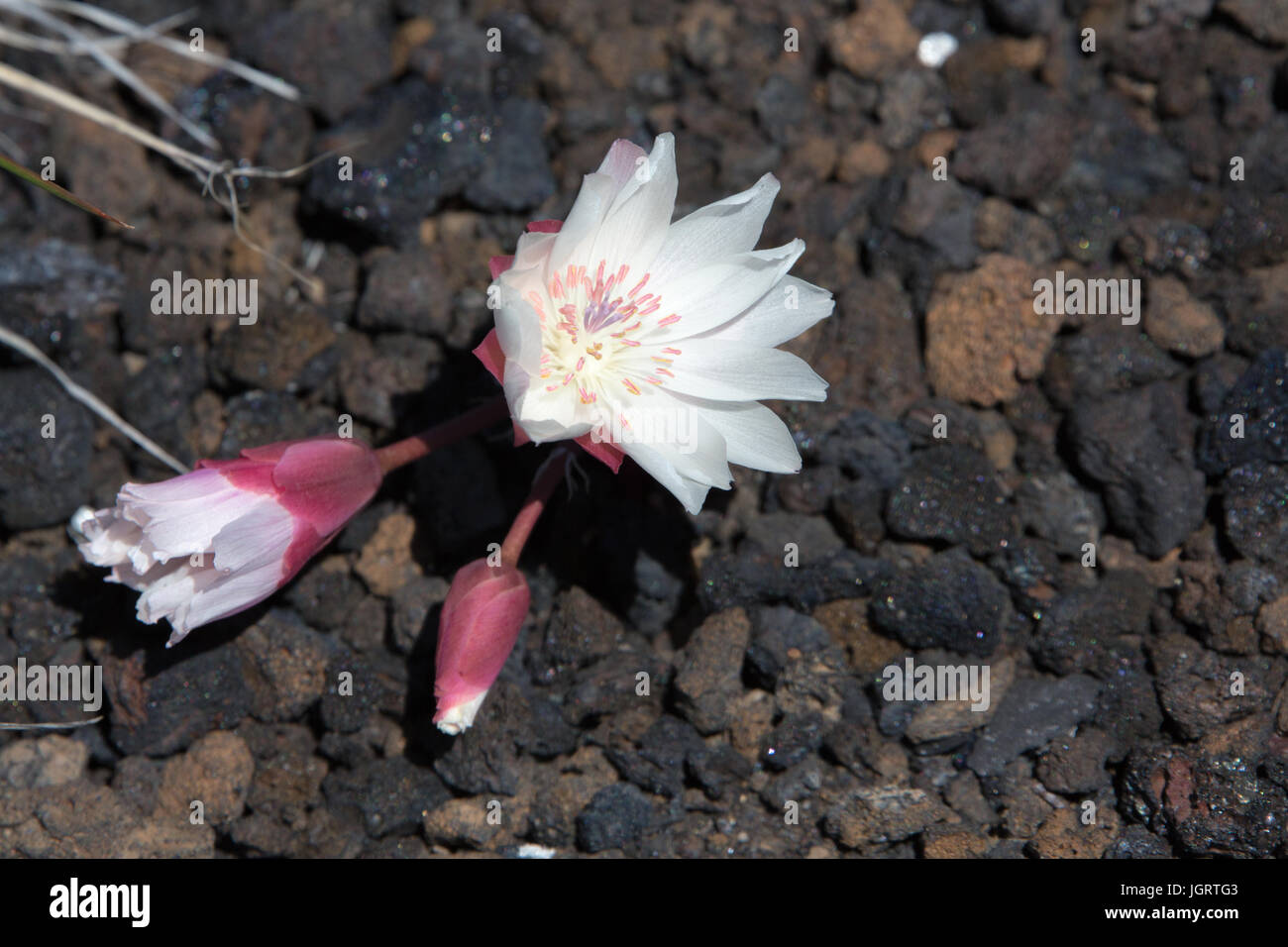 Close-up of Bitterroot (Lewisia rediviva) in Craters of the Moon National Monument & Preserve, Idaho, USA Stock Photo