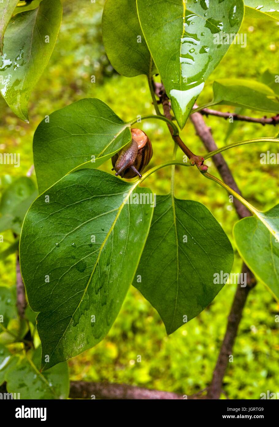Snail with a house on a green leaf after rain Stock Photo - Alamy