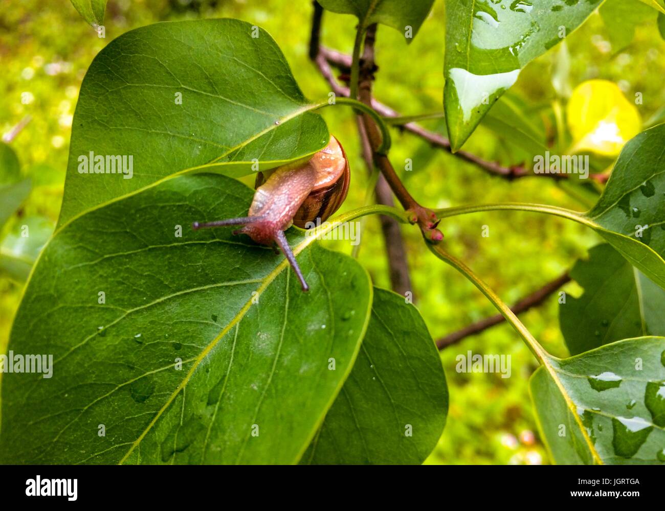 Snail with a house on a green leaf after rain Stock Photo - Alamy