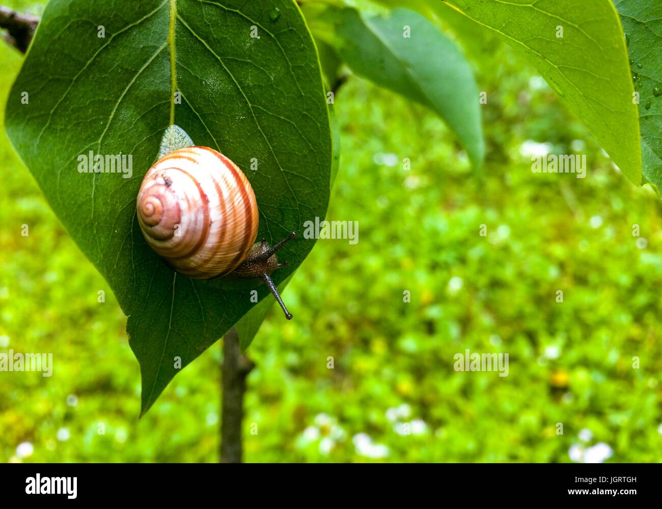 Snail with a house on a green leaf after rain Stock Photo - Alamy