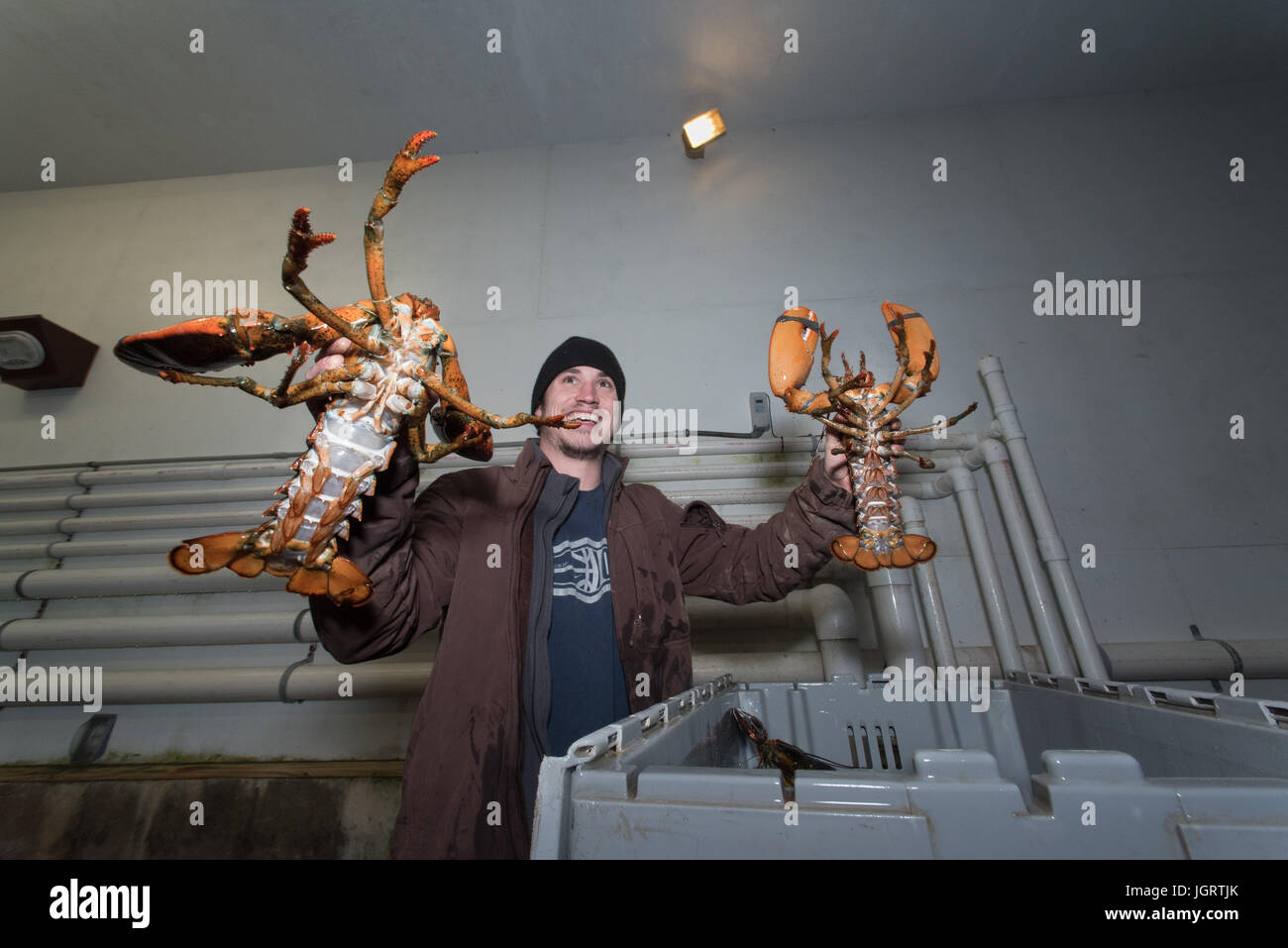 Lobster coop of Stonington, Maine Stock Photo Alamy
