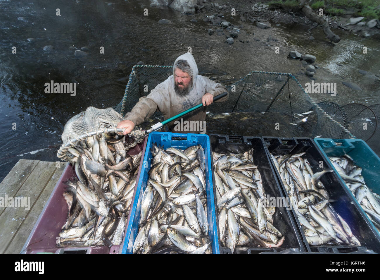Annual Spring harvsting of Alewives (Alosa pseudoharengus) with a hoop net. Dresden, Maine Stock Photo