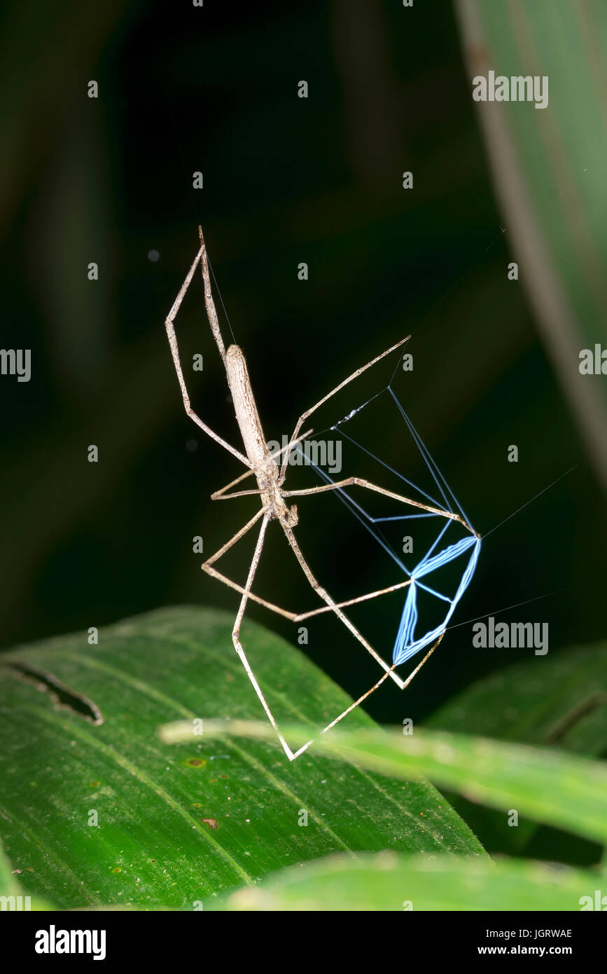 Net-casting spider, “Deinopis longipes”-Tortuguero, Costa Rica Stock