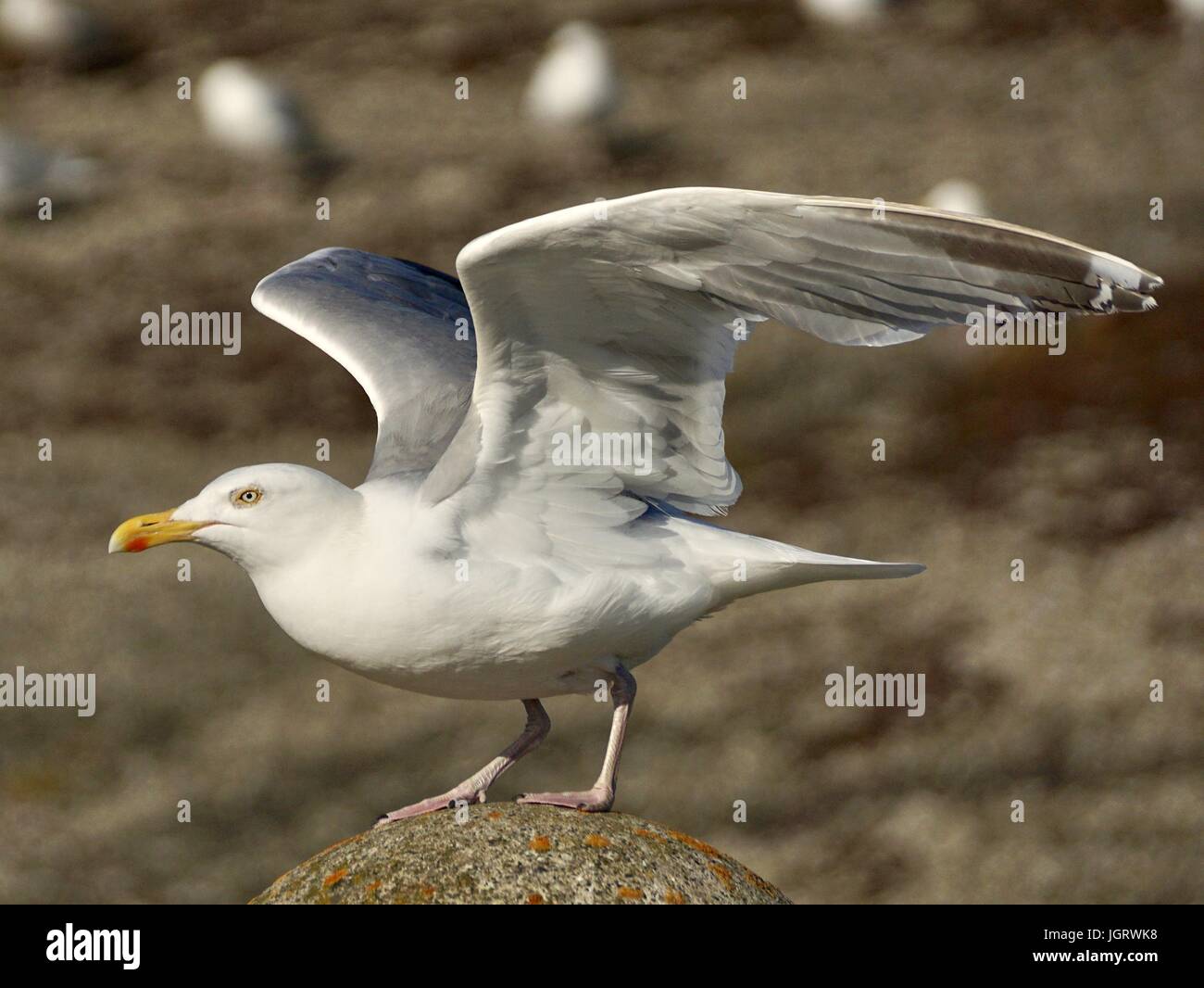 Burung Camar Stock Photos Burung Camar Stock Images Alamy