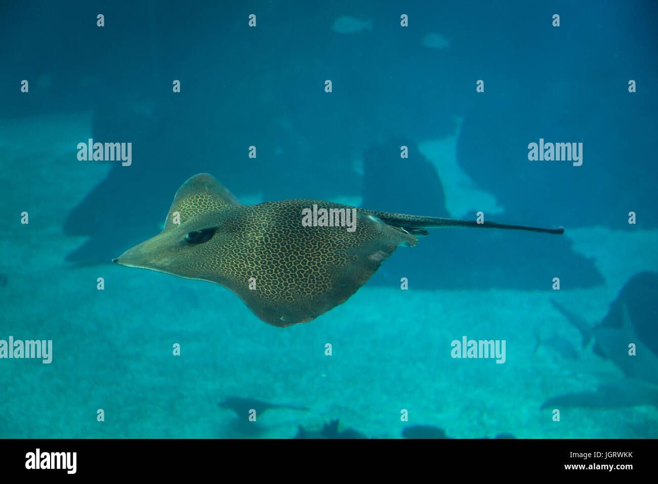 Lobe coral hires stock photography and images Alamy