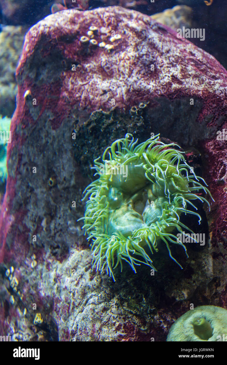 Aquatic Plants and Bubble-tip Anemone inside Aquarium Stock Photo