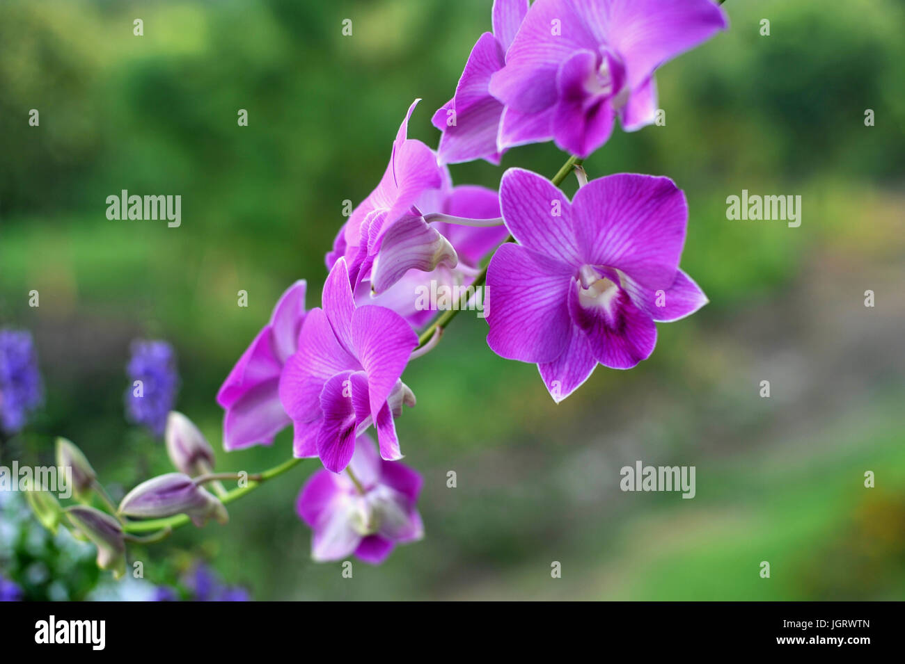 Orchid flowers. Beautiful orchid natural flowers Stock Photo Alamy