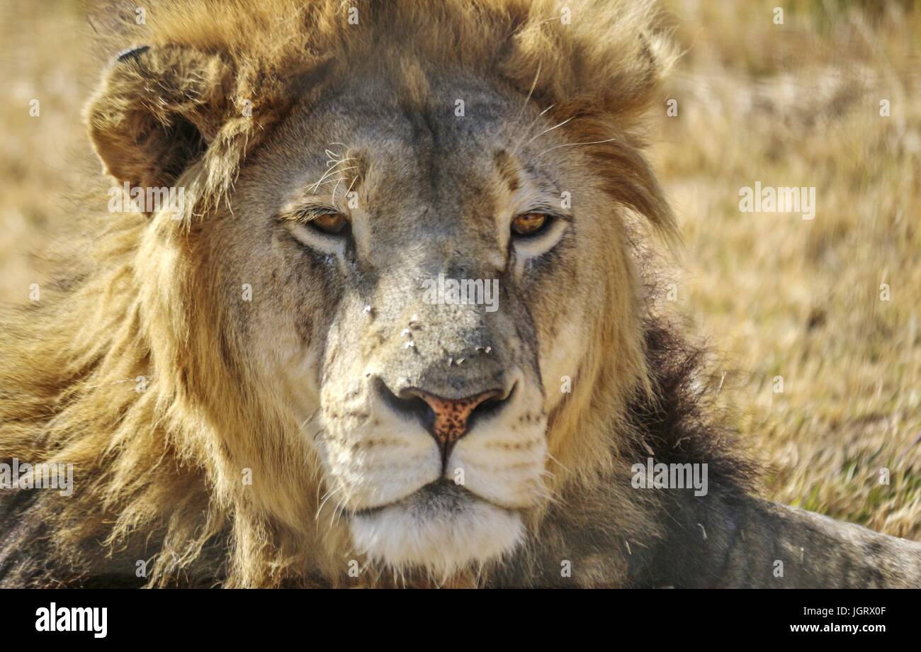 Lion Heads Stock Photos & Lion Heads Stock Images Alamy