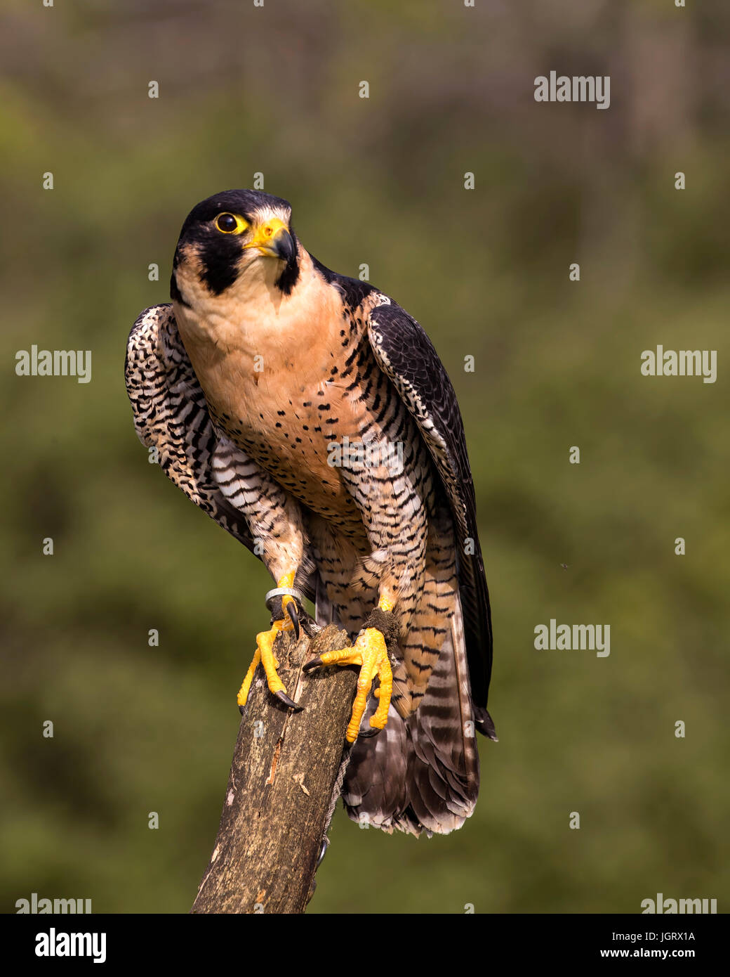 Peregrine Falcon showing off his gorgeous plumage. this is the fastest bird on the planet. Stock Photo