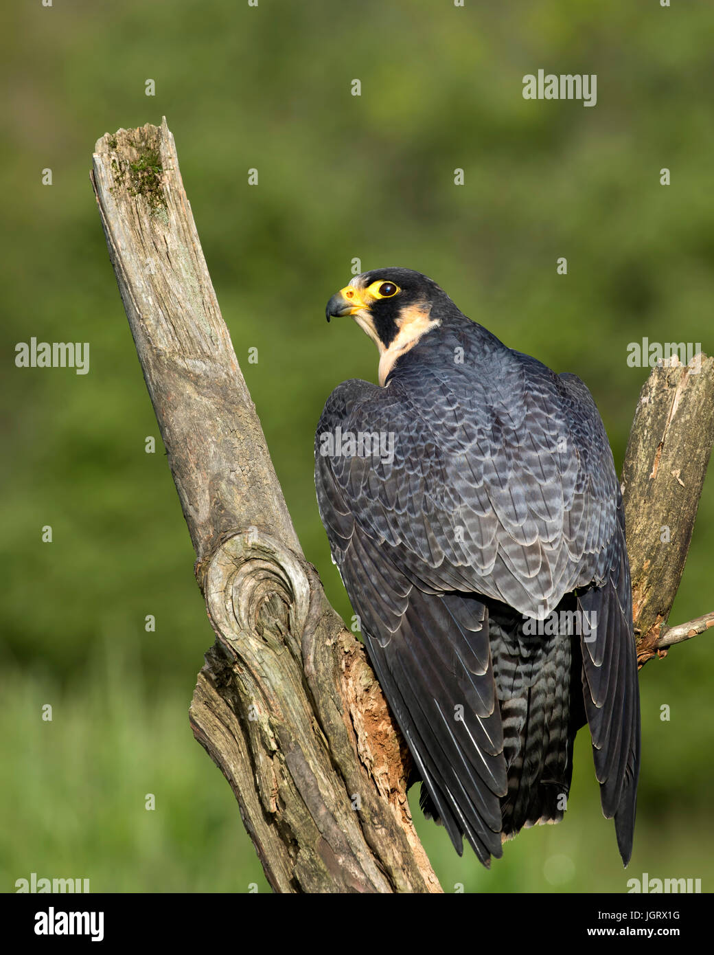 Peregrine Falcon showing off his gorgeous plumage. this is the fastest bird on the planet. Stock Photo