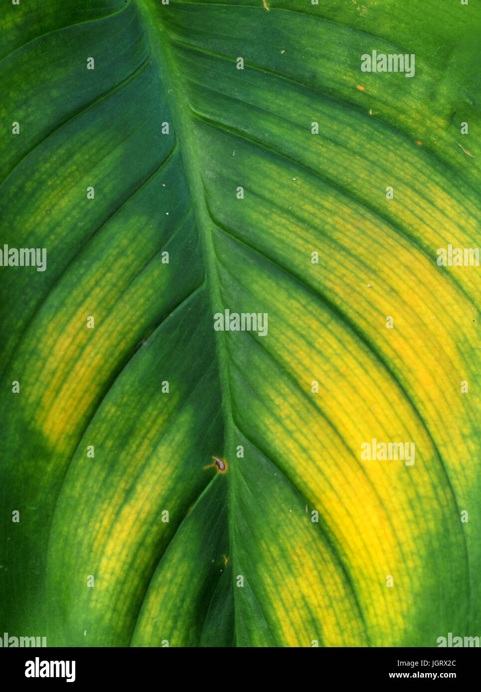 Wet golden yellow color alocasia leaf,yellow texture,leaf detail,canvas painting design,black leaf,nature,textured leaf,with water droplets