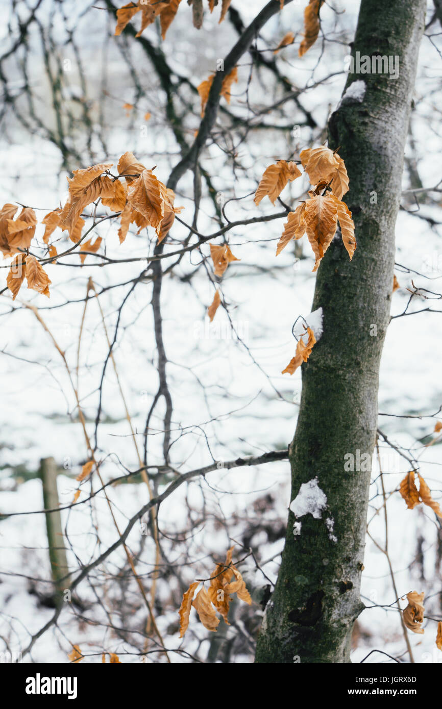 Orange dry leaves still left on a tree in the winter. Stock Photo