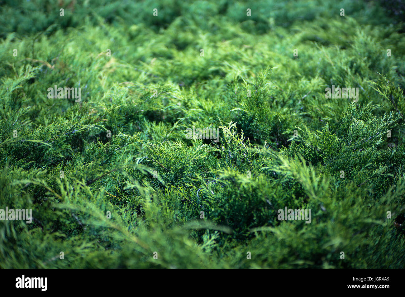 Green background of conifers. The spruce texture Stock Photo - Alamy