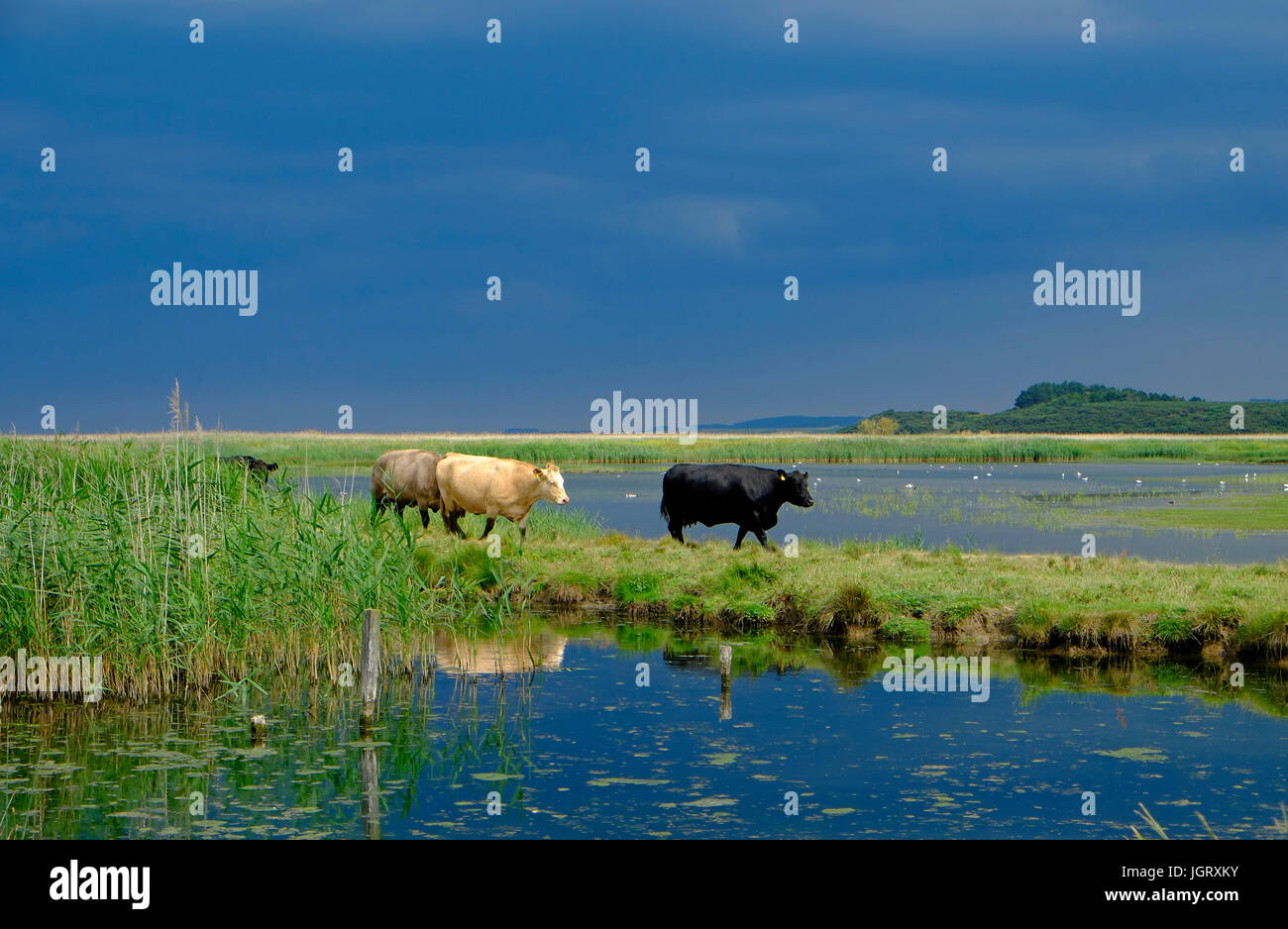 cattle grazing on cley nature reserve, north norfolk, england Stock Photo