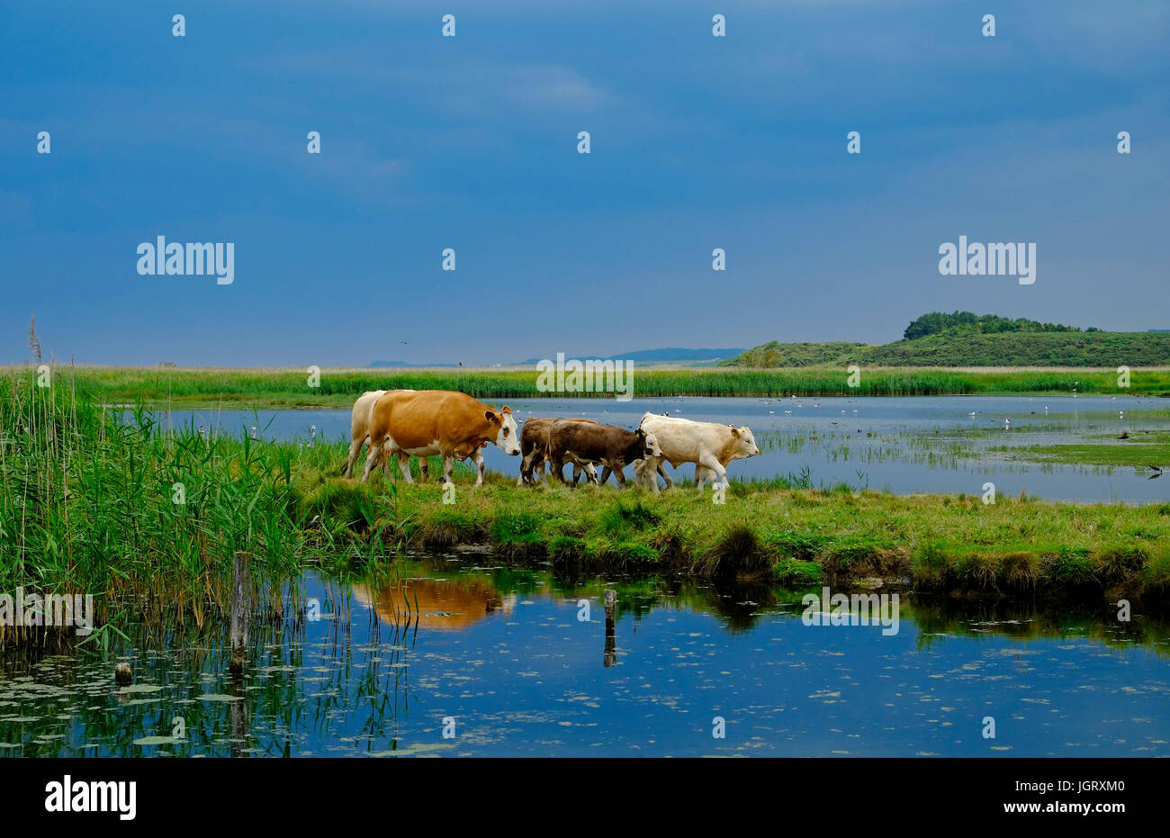 cattle grazing on cley nature reserve, north norfolk, england Stock Photo